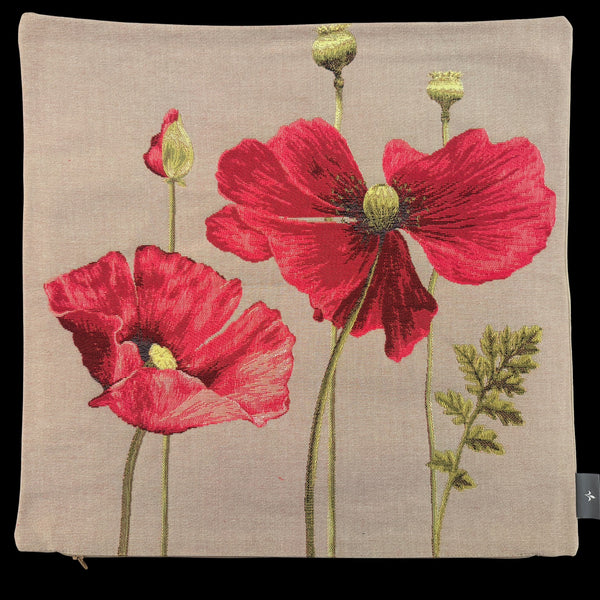 French Pillow Poppy in Bloom